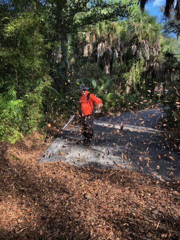 lawn clean up